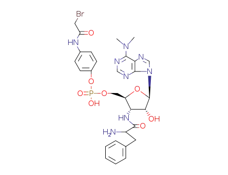 Molecular Structure of 50906-03-1 (5'-Adenylic acid,
3'-[[(2S)-2-amino-1-oxo-3-phenylpropyl]amino]-3'-deoxy-N,N-dimethyl-,
mono[4-[(bromoacetyl)amino]phenyl] ester)
