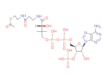 acetylcoenzyme A