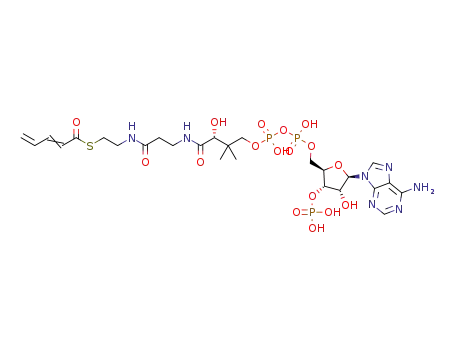 2,4-pentadienoyl-CoA