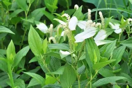 Chinese Lizardtail Rhiaomeor Herb extract Sauchinone 