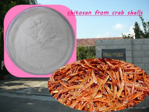 top quality 9012-76-4 powder CHITOSAN  Made in China