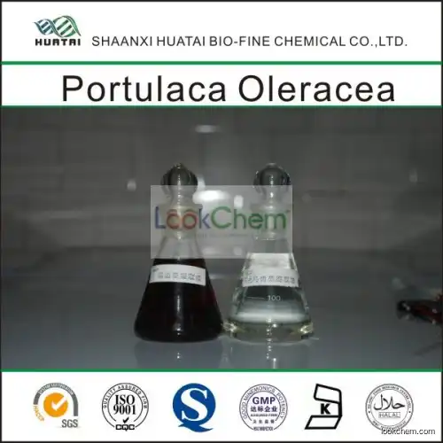 High Quality Portulaca oleracea extract