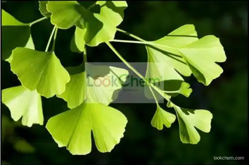 Ginkgo Biloba leaf Extract