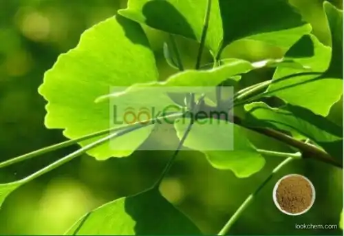 GINKGO GINKGO BILOBA EXTRACT flavones 24% lactones 6% Ginkgo biloba(90045-36-6)