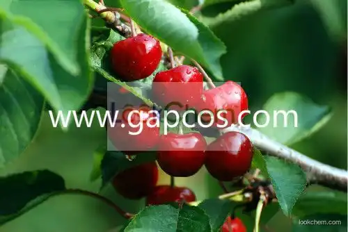 Acerola cherry extract