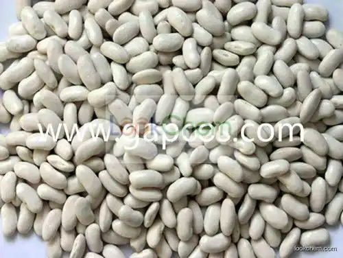 2015 Hot sell White Kidney Bean Extract 1%,2% Phaseolamin