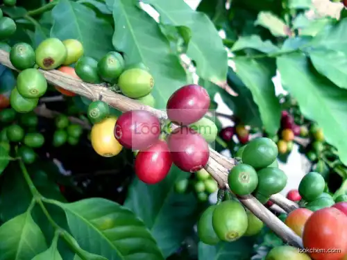 Green coffee bean extract(327-97-9)