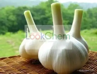 pure garlic extract,plant extract,alliin(garlic extract)
