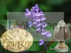 Scutellaria baicalensis extract 85% 95% baicalin