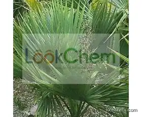 GMP Supplier Natural Plant Saw Palmetto Fruit Extract 25% 45%