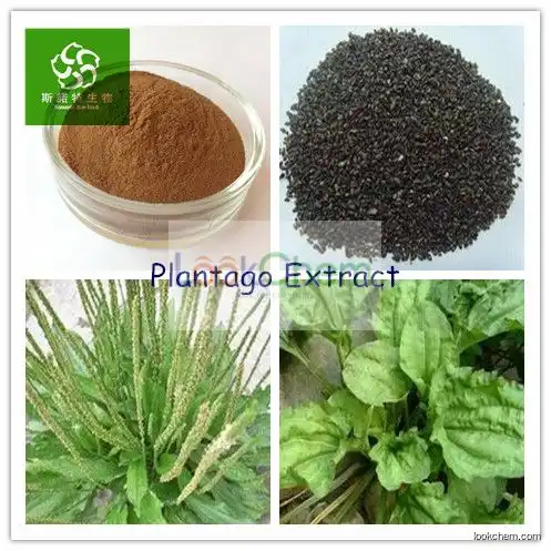 100% Natural plantago asiatica seed extract, Plantago Extract, Asiatic Plantain Seed Powder, Semen Plantaginis P. E.