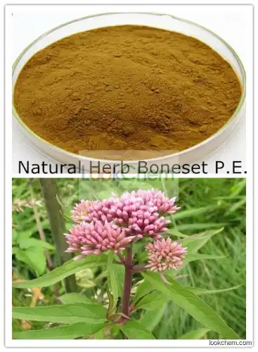 Boneset Herb Extract Boneset plant Extract