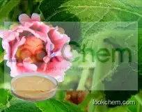 High Quality Marshmallow Root Powder/ Althaea Officinalis Extract/Hollyhock Extract