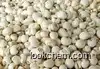 Factory supply Bulbus Fritillaria Extract Powder