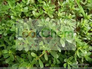 High Quality Natural Portulaca Oleracea Extract