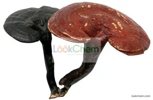 Natural Reishi Mushroom Extract 10%-30% Polysaccharides/Botaniex Competitive Product