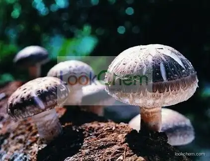 Natural Shiitake Mushroom Extract 10%-40% Polysaccharides Botaniex Featured Products
