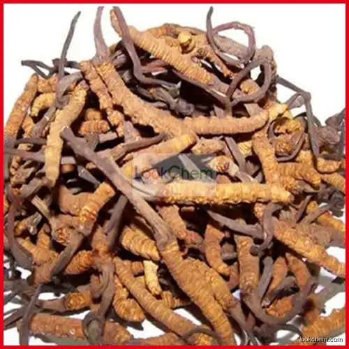 Cordyceps Sinensis 40% Polysaccharides(73-03-0)