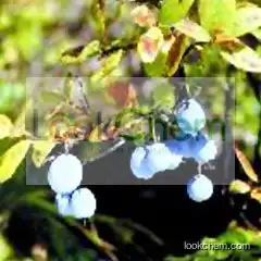BILBERRY EXTRACT(4852-22-6)