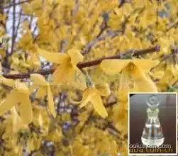 High purity Forsythia Oil with best price and good quality