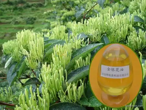 High quality Honeysuckle Oil with best price