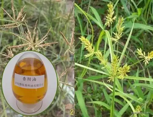 High quality Cyperus Rotundus Oil with best price