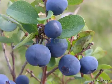 Factory supply bilberry extract 25% Anthocyanidin