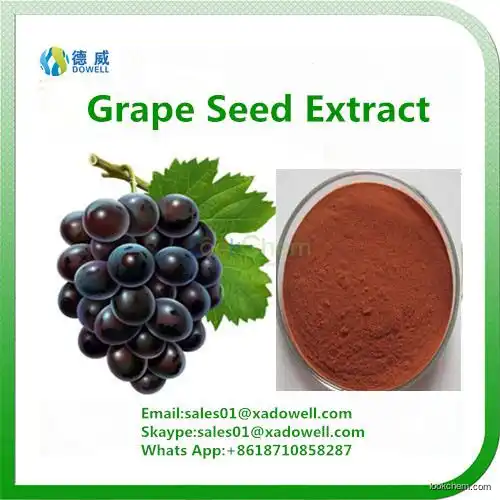 Hot Selling Grape seed Extract OPC 95%(84929-27-1)
