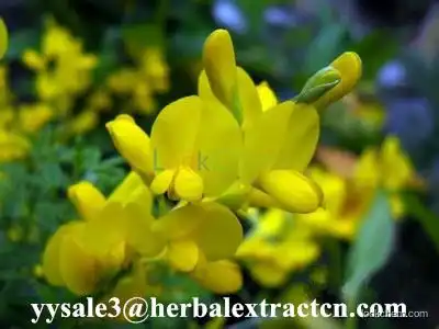 Cytisine 98%HPLC White or slightly yellowish crystalline powder pure herbal ingredients, Shaanxi Yongyuan Bio-Tech(485-35-8)