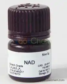Top Quality Supply NAD beta-Diphosphopyridine nucleotide CAS 53-84-9(53-84-9)