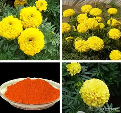 HACCP & Kosher factory Supply lutein and zeaxanthin of marigold extract,8%/50%/98% by HPLC