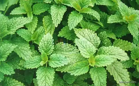 Lemon Balm Extract, Melissa Extract 5:1, Chinese manufacturer, high quality(518-28-5)
