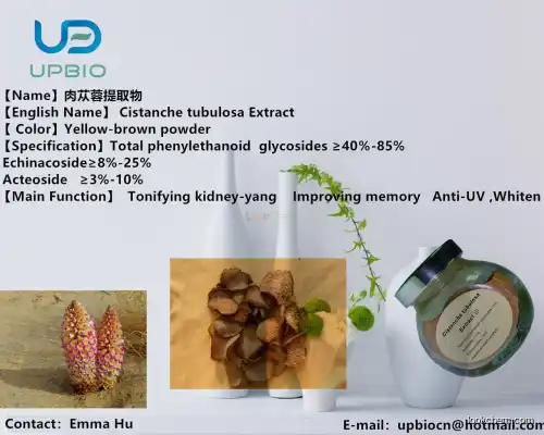 TOP Supplier Cistanche Tubulosa Extract /Acteoside /Echinacoside 40%-98%
