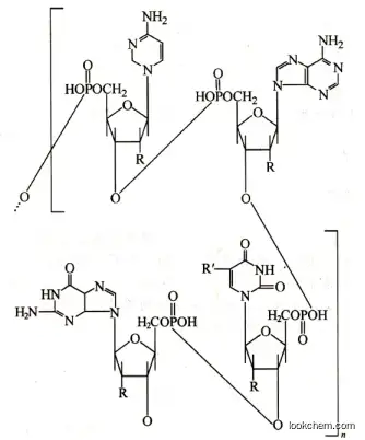 Ribonucleic acid(RNA)