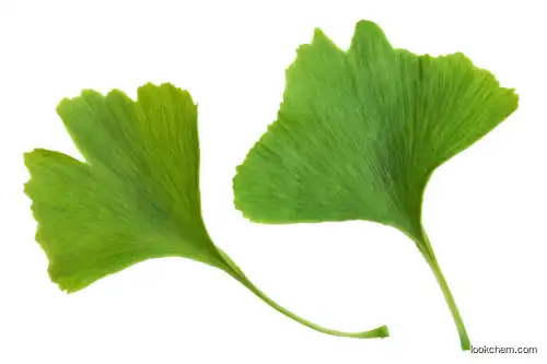 Organic Ginkgo Biloba Leaf Extract Natural Herbal(117-39-5)