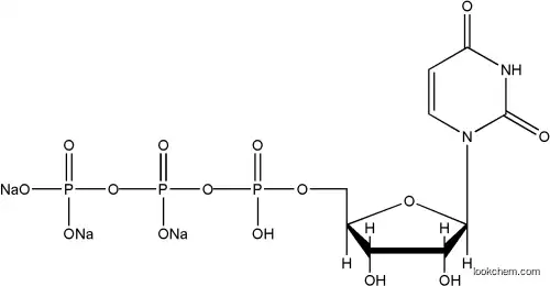 19817-92-6 Uridine 5’-triphosphate trisodium salt GMP Factory(19817-92-6)