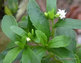 Stevia rebaudiana, ext.;