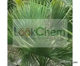 Worth-buying chemicals /Saw Palmetto Fruit Extract 25% 45%  CAS NO.19044-06-5