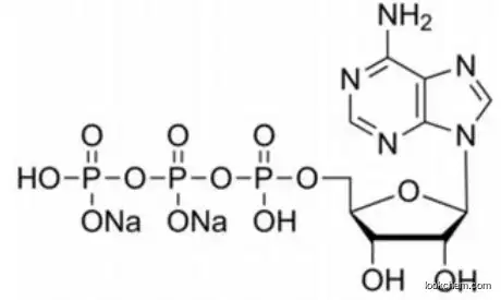 ATP CAS: 987-65-5 Adenosine 5′-Triphosphate Disodium Salt