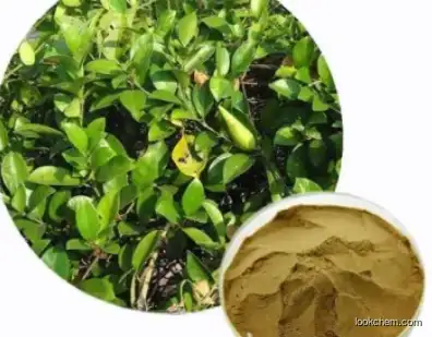 Plant Extract Gymnema Sylvestre Leaf Extract CAS 90045-47-9