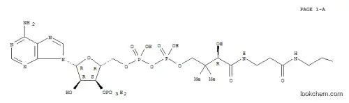 N-(2-(S-보효소 A)아세틸)스페르미딘