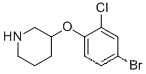 3-(4-브로모-2-클로로-페녹시)-피페리딘