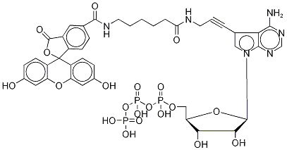 플루오레세인 알키닐아미노-ATP