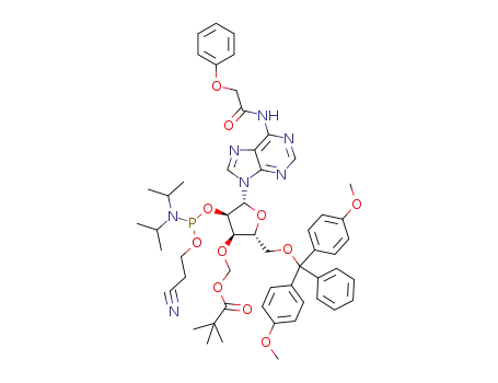 5'-O-(4,4'-dimethoxytrityl)-3'-O-pivaloyloxymethyl-2'-O-(2-cyanoethyl-N,N-diisopropylphosphoramidite)-N<SUP>6</SUP>-phenoxyacetyl-adenosine