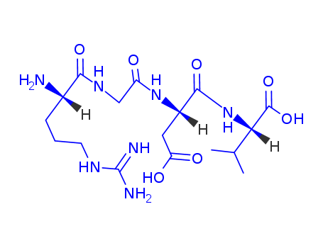 Fibronectin; Arg-Gly-Asp-Val; RGDV