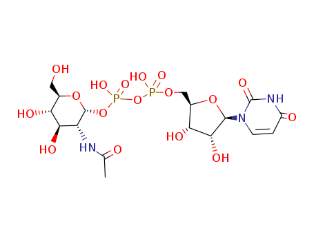 Uridinediphosphate-N-acetylglucosamineUridinediphosphate-N-acetylglucosamine