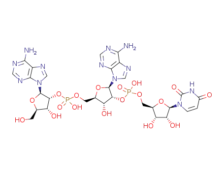 A<sub>2</sub>'p5'A<sub>2</sub>'p5'U