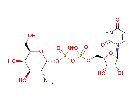 Udp galactosamine