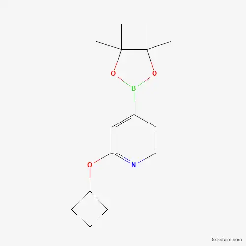 2-cyclobutyloxy-4-(4,4,5,5-tetramethyl-1,3,2-dioxaborolan-2-yl)pyridine