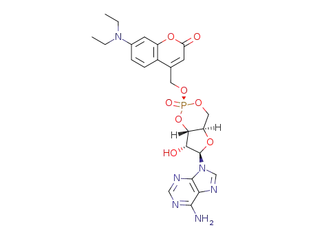 axial-[7-(diethylamino)coumarin-4-yl]methyl adenosine cyclic 3',5'-monophosphate